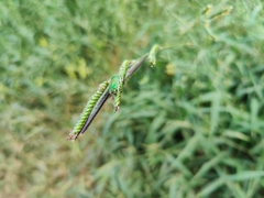 Heterorrhina elegans