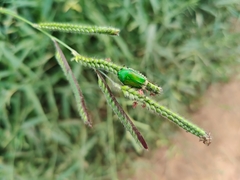 Heterorrhina elegans