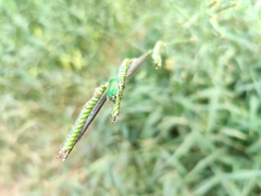 Heterorrhina elegans