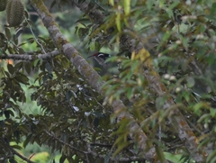 Cymbirhynchus macrorhynchos