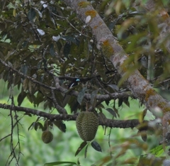 Cymbirhynchus macrorhynchos