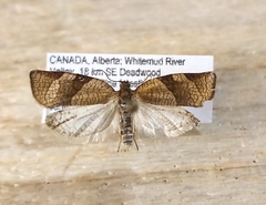 Choristoneura albaniana