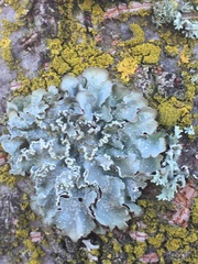 Punctelia perreticulata