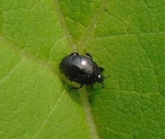 Saprininae