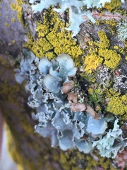 Punctelia perreticulata