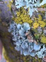 Punctelia perreticulata