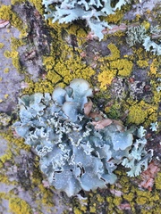 Punctelia perreticulata