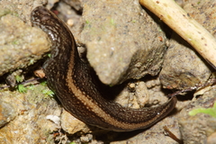Australopacifica jacksoniana