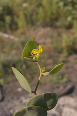 Rafnia amplexicaulis
