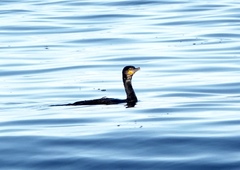 Phalacrocorax carbo