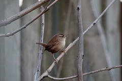 Troglodytes troglodytes