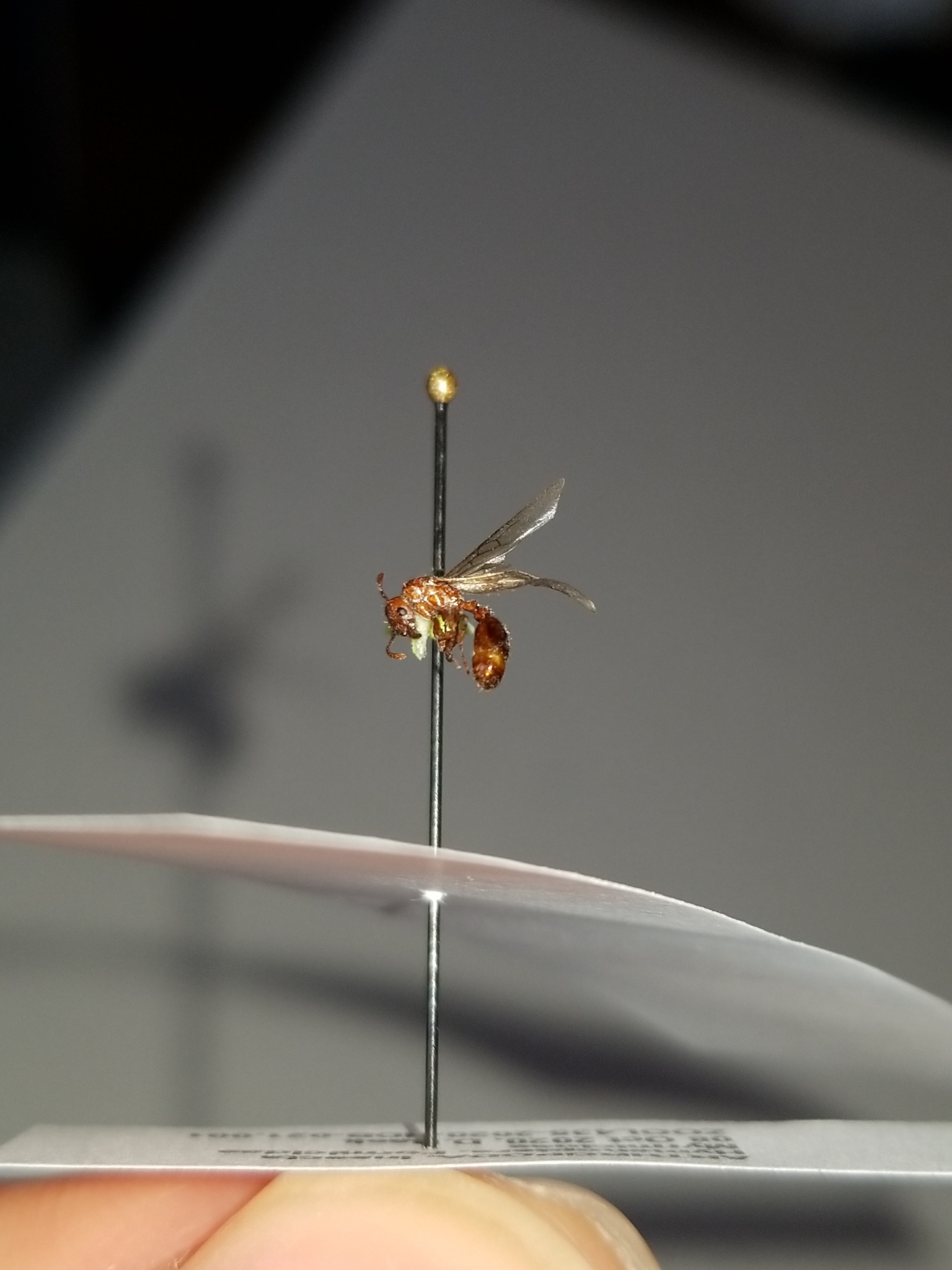 Myrmica brevispinosa