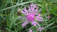 Centaurea