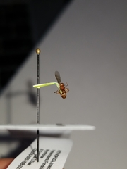 Myrmica brevispinosa