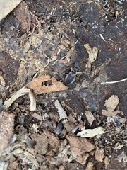 Dindymus circumcinctus