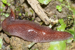 Australopacifica spectabilis