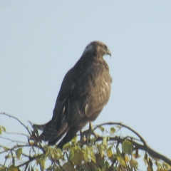 Buteo rufinus