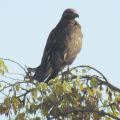 Buteo rufinus
