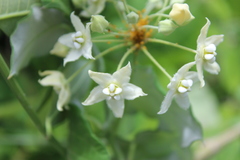 Funastrum pannosum