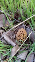 Morchella steppicola