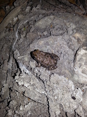Bufotes boulengeri siculus