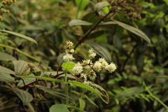 Miconia cataractae