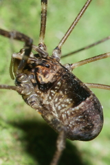 Forsteropsalis inconstans