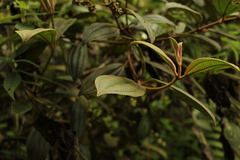 Miconia cataractae
