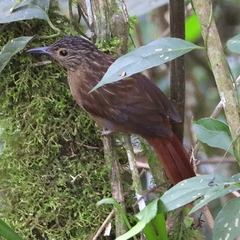 Thripadectes melanorhynchus