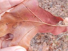 Macrodiplosis qoruca