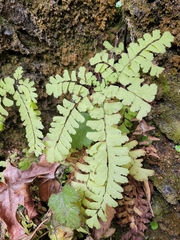 Adiantum aleuticum aleuticum