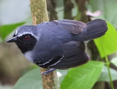 Myrmoborus myotherinus