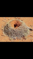 Polyrhachis macropus