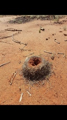 Polyrhachis macropus