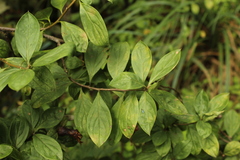 Barnadesia spinosa