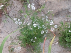 Coriandrum sativum