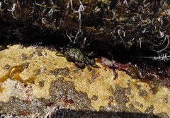 Pachygrapsus transversus