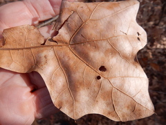 Polystepha quercifolia