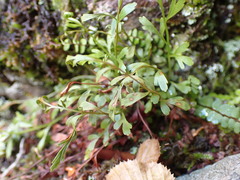 Asplenium × alternifolium