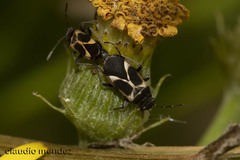 Ochrimnus cinctipennis