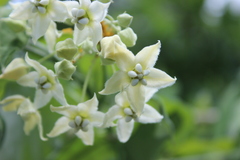 Funastrum pannosum