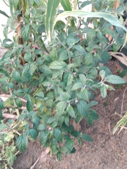 Capsicum pubescens