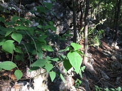 Desmodium lindheimeri
