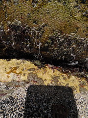 Pachygrapsus transversus