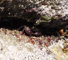 Pachygrapsus transversus