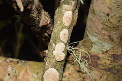 Perenniporia tenuis