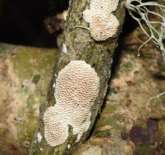 Perenniporia tenuis