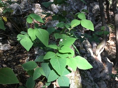 Desmodium lindheimeri