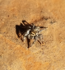 Phidippus asotus