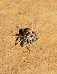 Phidippus asotus